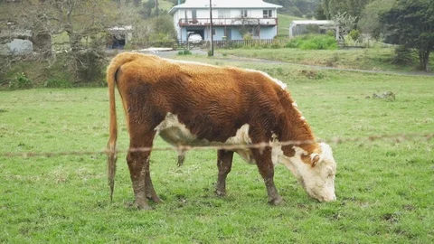 Cow Grazing Stock Footage 111039058