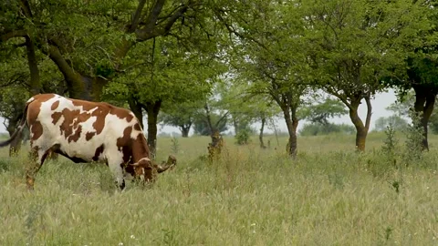 Cow Grazing Stock Footage 138446506