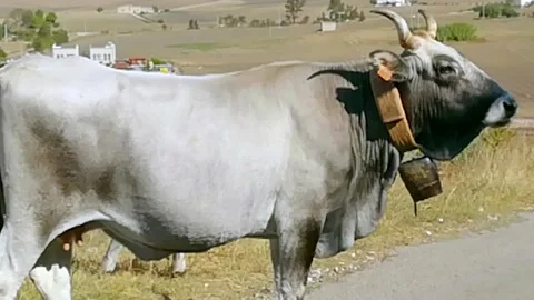 Cow grazing Stock-Footage 140254425