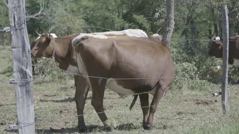A cow grazing Stock Footage 164748859