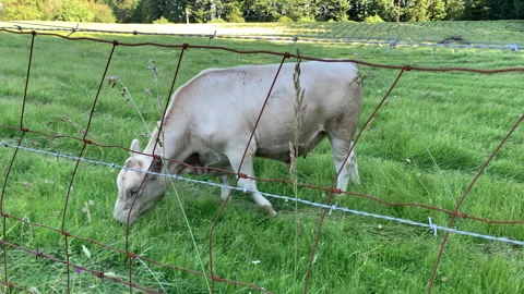 Cow Grazing 스톡 동영상 341855090