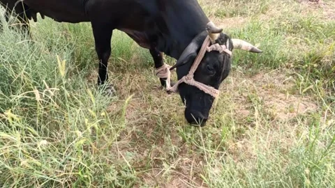 Cow grazing in the forest Stock Footage 301419040