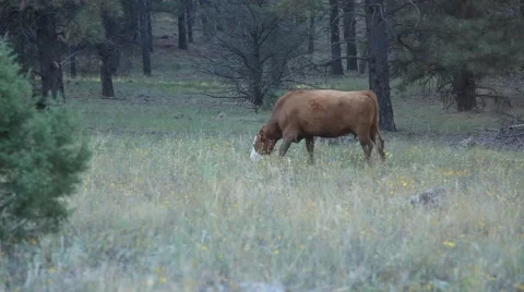 Cow Grazing in a Forest Meadow Stock Footage 41739146