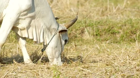 Cow is grazing the grass Stock Footage 48355349
