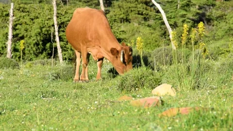Cow grazing grass Stock Footage 130796964
