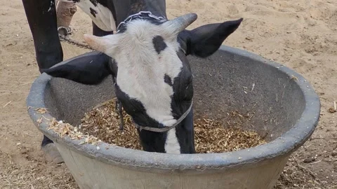 A cow is grazing hay Stock Footage 253671759