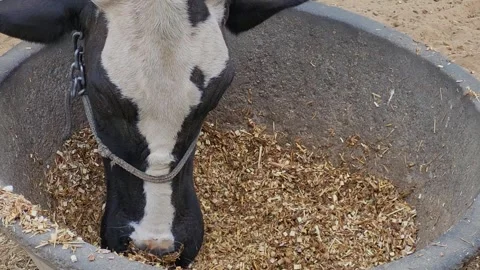 A cow is grazing hay Stock Footage 253671766