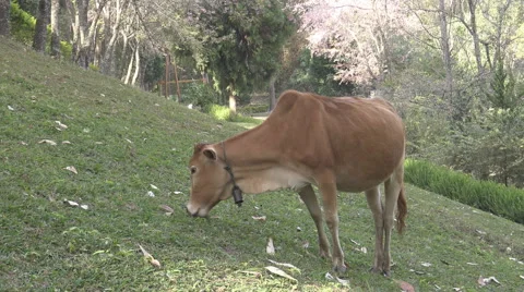 Cow grazing on the hill. Stock Footage 60749129