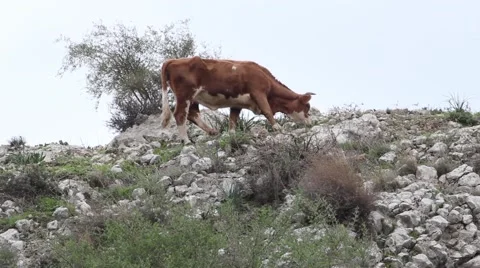 Cow grazing on a hill  Video stock 64058397