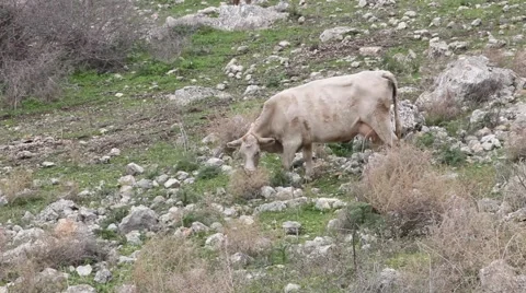 Cow grazing on a hill  Stock Footage 64058402