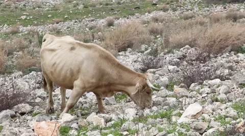 Cow grazing on a hill Stock Footage 64058455