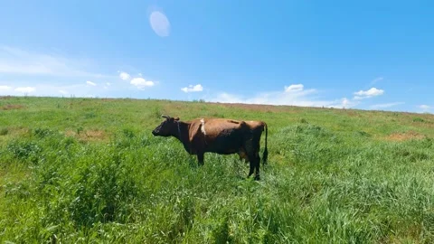 Cow grazing on the lawn 库存影片 196802489