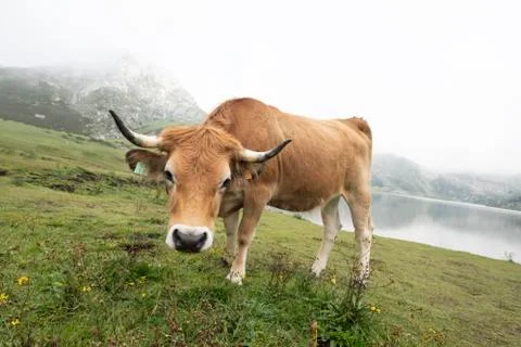 Cow grazing looking at camera in a mountainous Asturian landscape with lake b Stock Photos
