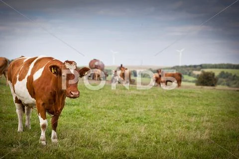 Cow grazing on a lovely green pasture Stock Photos