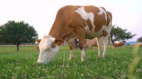 Cow Grazing - Low Angle Stock Footage 96847370