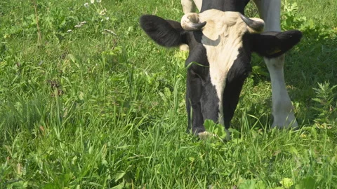 Cow grazing in a meadow, close-up Stock Footage 116074293