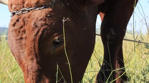 Cow grazing in the meadow Stock Footage 43596022