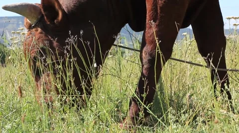Cow grazing in the meadow Stock Footage 43596035