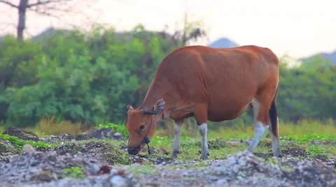 Cow Grazing On The Meadow Stock Footage 45656565