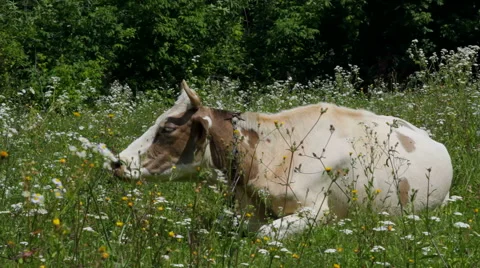 Cow grazing on a meadow Video stock 53367076
