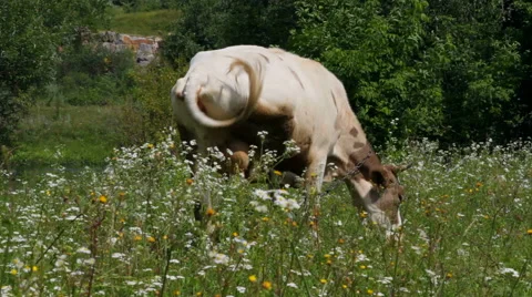 Cow grazing on a meadow 스톡 동영상 53495530