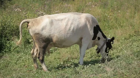 Cow grazing in a meadow Stock Footage 63109615