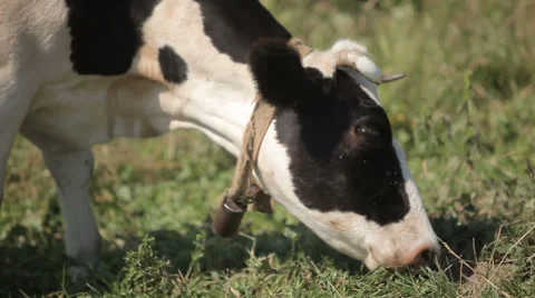 Cow grazing in a meadow Stock Footage 63109666