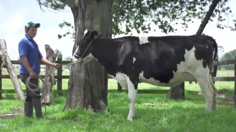 Cow grazing in the Meadow Stock Footage 65384841