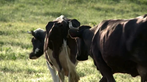 Cow grazing in a meadow Stock Footage 72128260