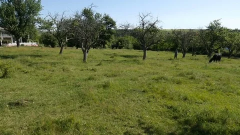 Cow grazing in a meadow Stock Footage 76621630