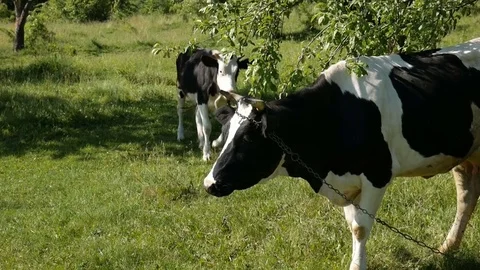 Cow grazing in a meadow Stock Footage 76621822