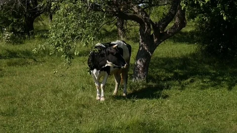 Cow grazing in a meadow Video stock 76621846