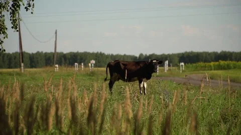 A cow is grazing in a meadow. Stock Footage 79477564