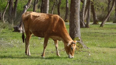 Cow is grazing in the meadow Video stock 89136041