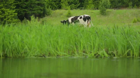 Cow grazing on meadow 库存影片 95946300