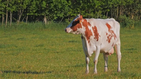 Cow grazing on the meadow Stock Footage 108954060
