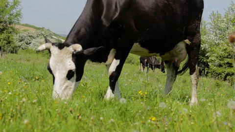 Cow Grazing In A Meadow Stock Footage 131078744