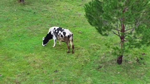 The cow is grazing in the meadow Video stock 302301807