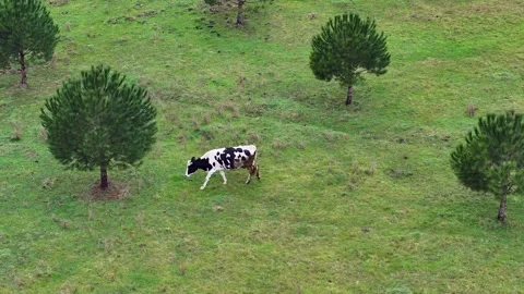 The cow is grazing in the meadow Stock Footage 302301988