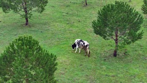The cow is grazing in the meadow Stock Footage 302302017