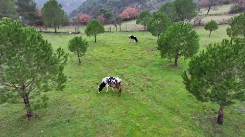 The cow is grazing in the meadow Stock Footage 302302125