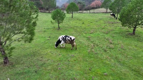 The cow is grazing in the meadow Stock Footage 302302132