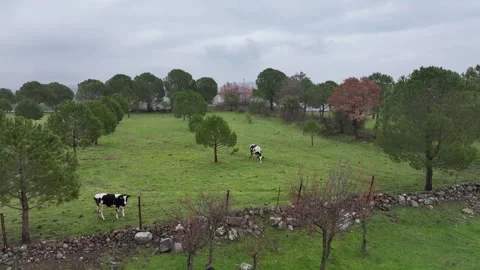 The cow is grazing in the meadow Stock Footage 302302198
