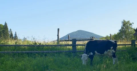 Cow grazing in a meadow in the mountains. Stock Footage 77276306
