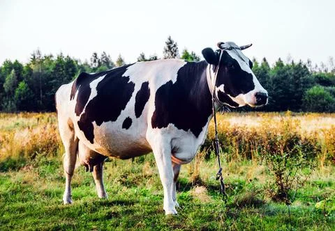 A cow is grazing in a meadow Stock Photos