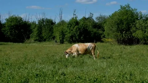 A cow grazing in the meadow on a sunndy day, 4k Stock Footage