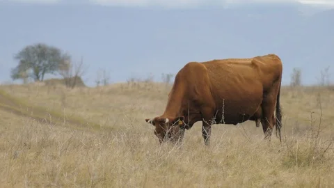 Cow grazing on meadows of ranch Stock Footage 100761779
