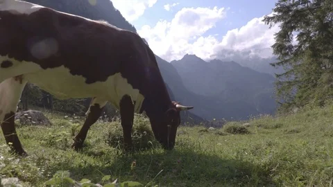 The cow is  grazing in the mountains Stock Footage 83623344