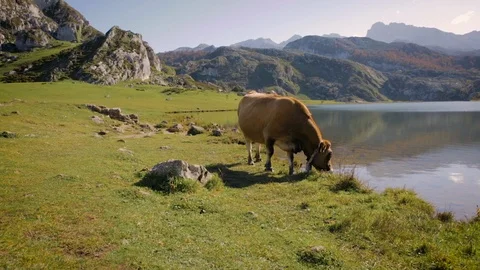 Cow grazing in the mountains Stock Footage 98742862