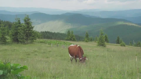 Cow grazing in the mountains Video stock 147944628